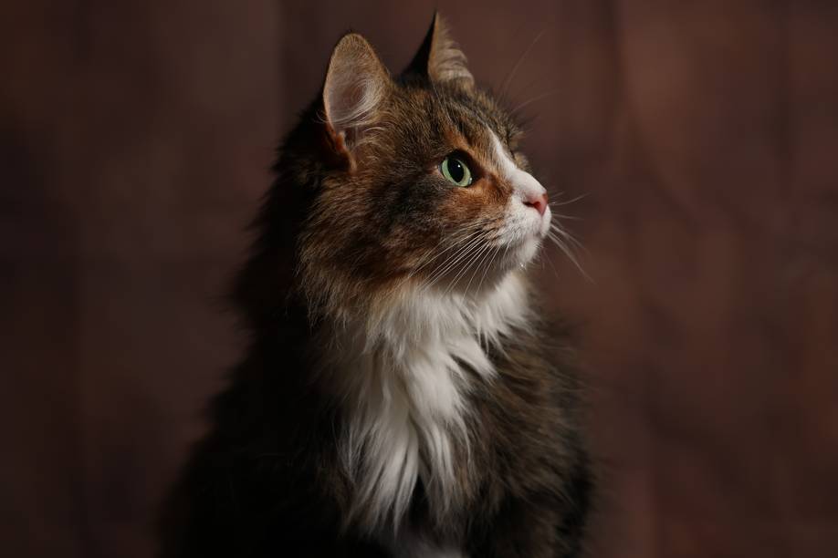Professionele portretfoto van een bruine kat met focus op de groene ogen